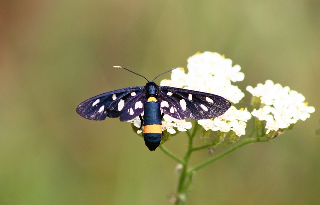 Tutte Amata phegea???
